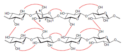 cellulose structure hydrogen bonds